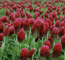 Crimson Clover Seeds 300 Count Non-GMO Inoculated Trifolium incarnatum Cover Crop for Soil Improvement