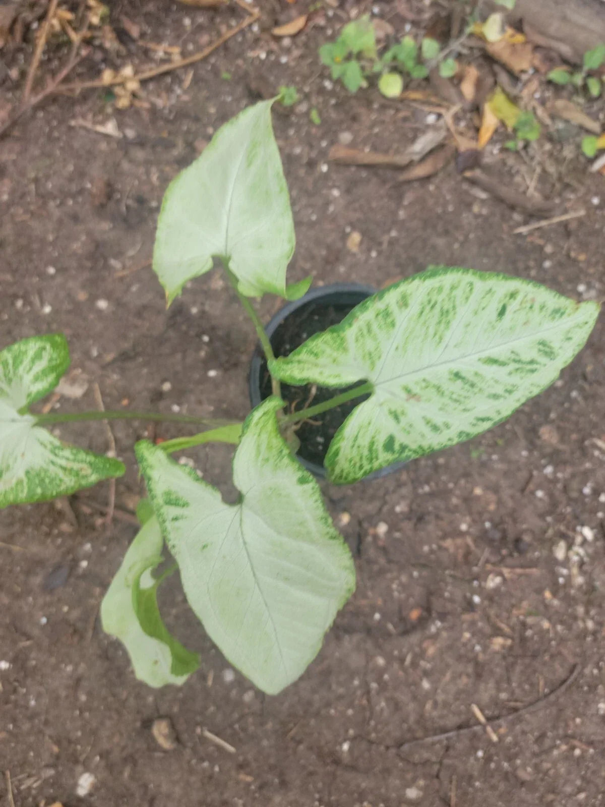 Syngonium Plant in 8 oz Pot - Variegated Green & White - Syngonium podophyllum - Indoor Houseplant