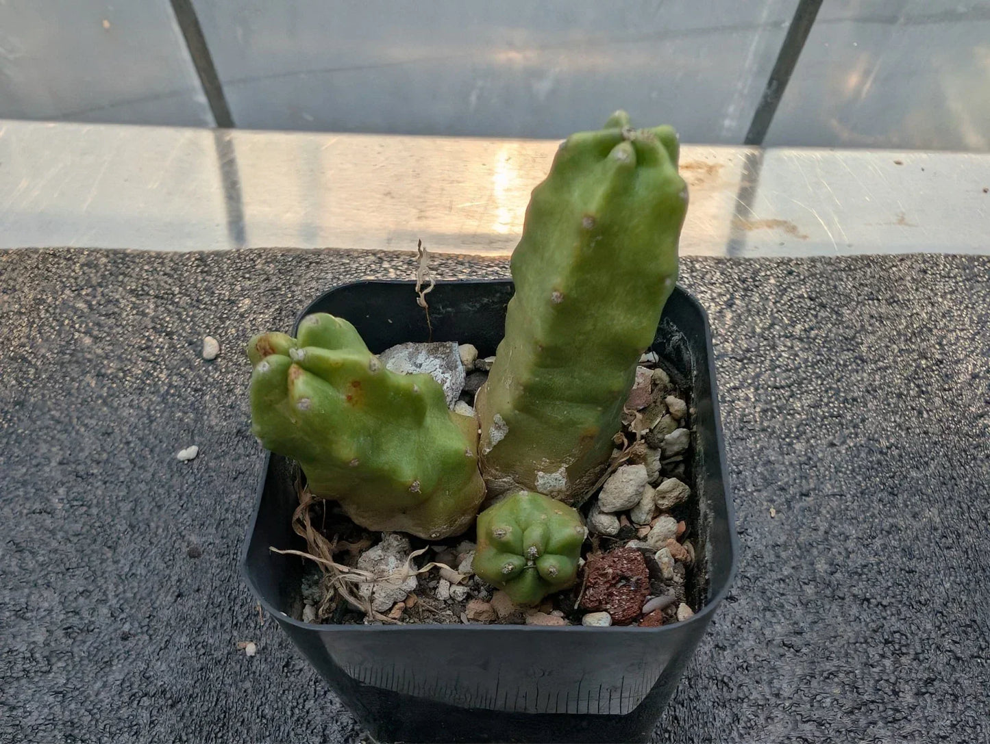 Echinocereus pentalophus Momotaro Bare-Root Cactus Cutting - 2 Inches Succulent for Indoor or Outdoor Garden