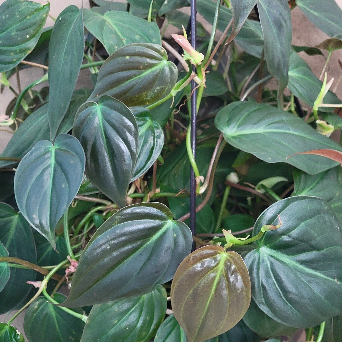 Philodendron Micans Indoor Houseplant 6" Pot Velvet Green Vining Plant Easy Care, Philodendron hederaceum var. micans
