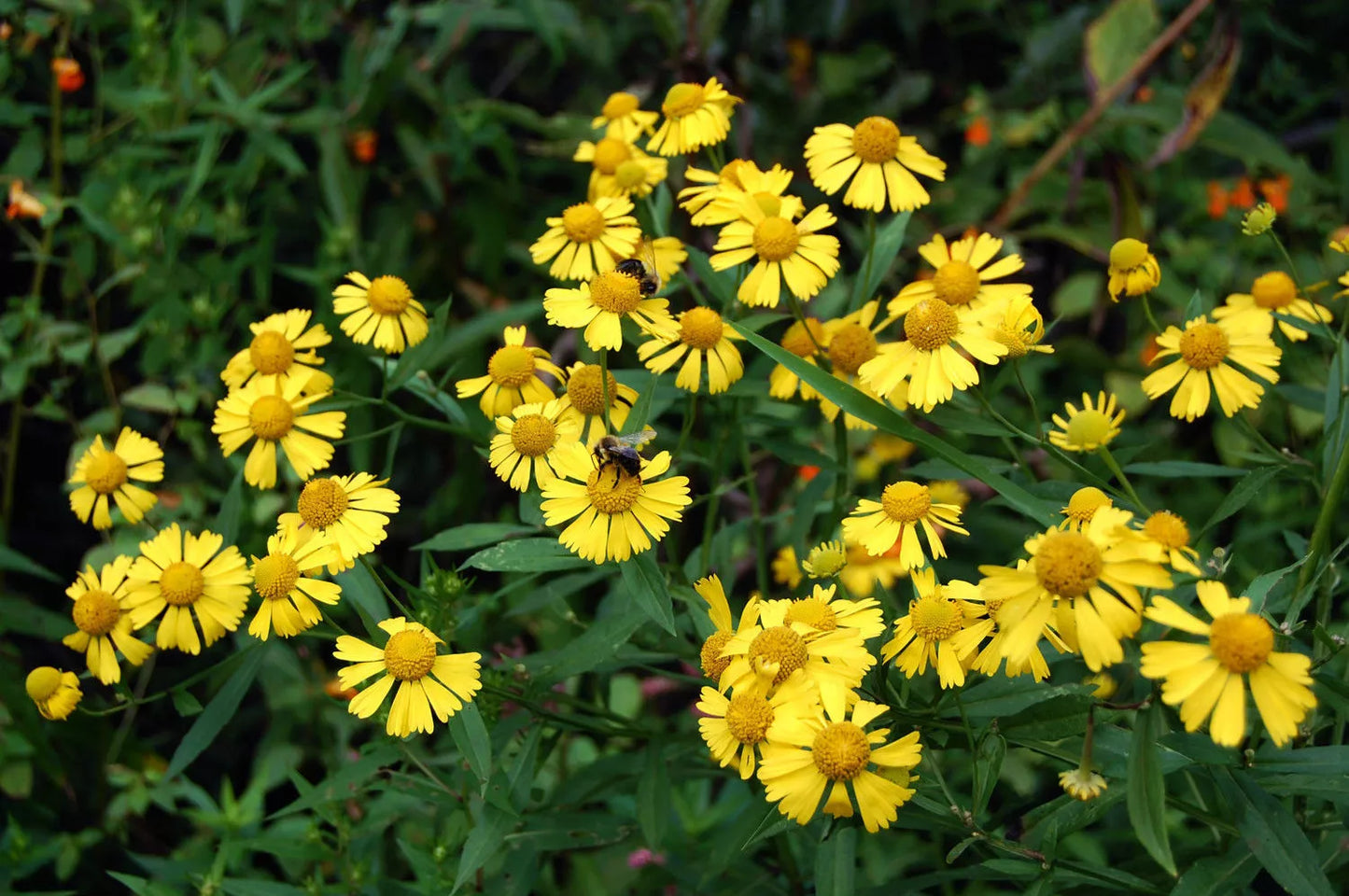 Yellow Sneezeweed Seeds, Helens Flower, Helenium autumnale, Perennial, Full Sun, 320 Seeds Pack