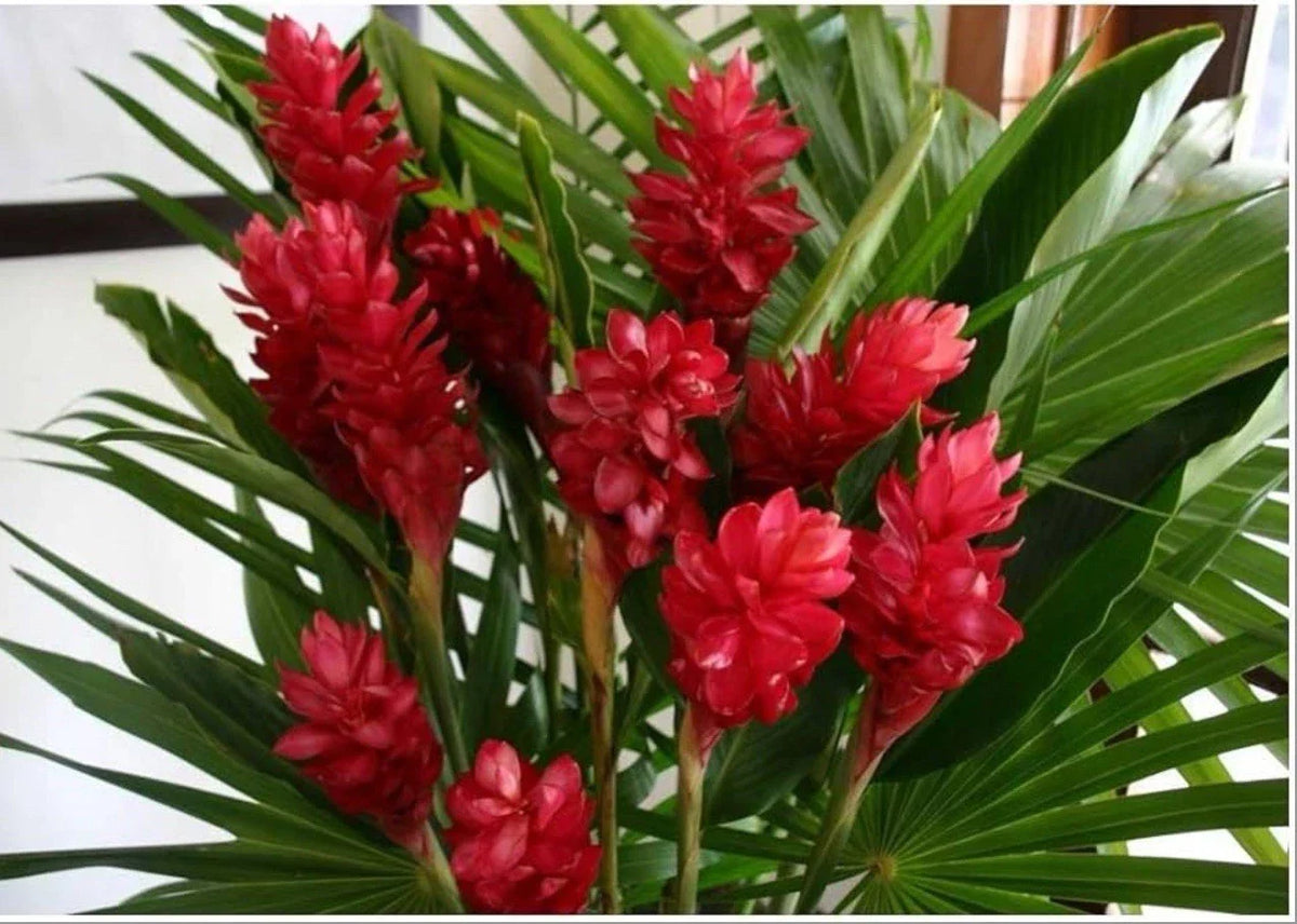 Hawaiian Red Ginger Plant - Small Rooted Starter - Alpinia purpurata - Tropical Flowering Plant for Gardens & Indoor