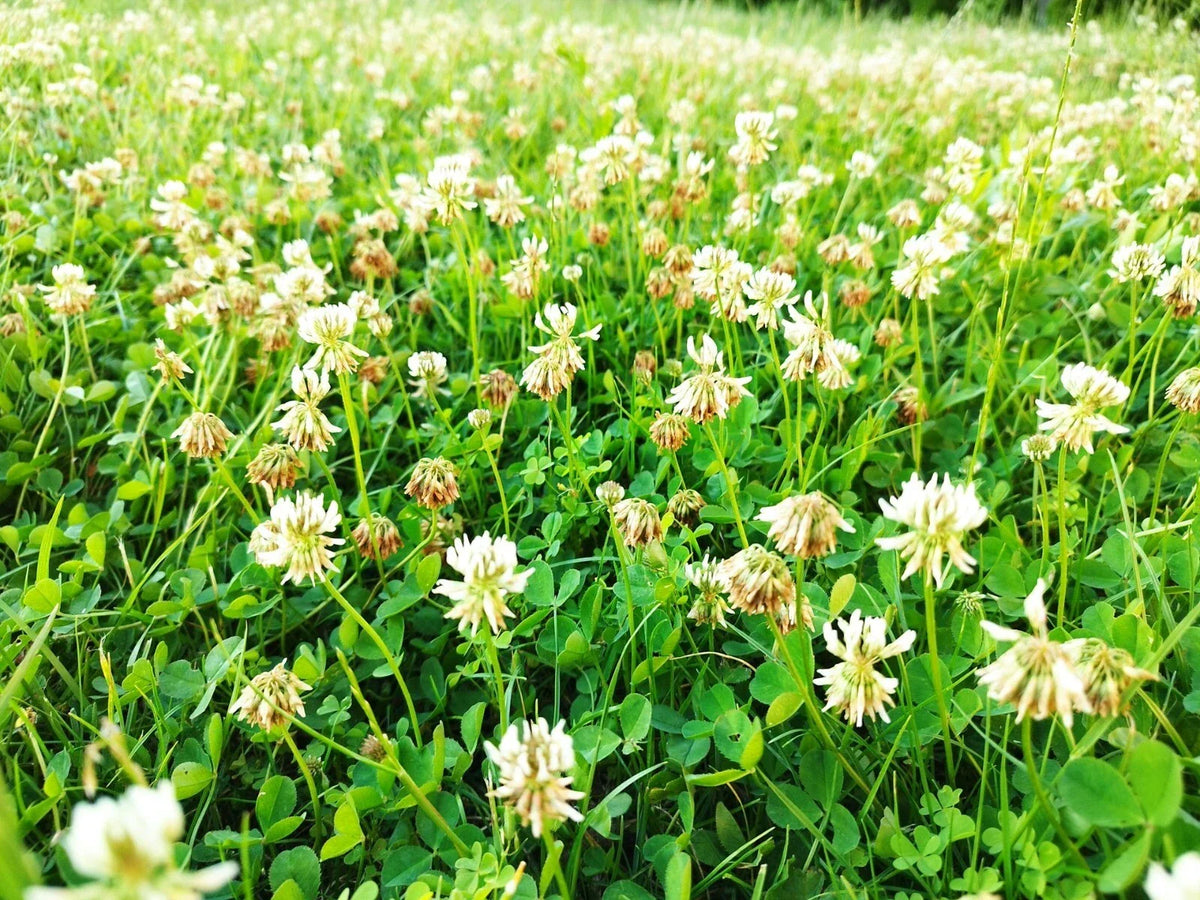 Dutch White Clover Seeds - Non-GMO Heirloom Cover Crop for Lawn Alternative - Trifolium repens Seed Packet