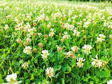 Dutch White Clover Seeds - Non-GMO Heirloom Cover Crop for Lawn Alternative - Trifolium repens Seed Packet