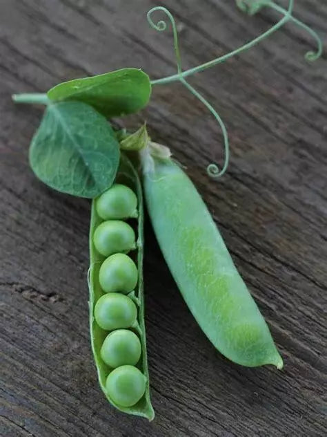 Thomas Laxton Pea Seeds 25 Ct Heirloom Vegetable Garden Variety for Trellis, Pisum sativum, Climbing Vine