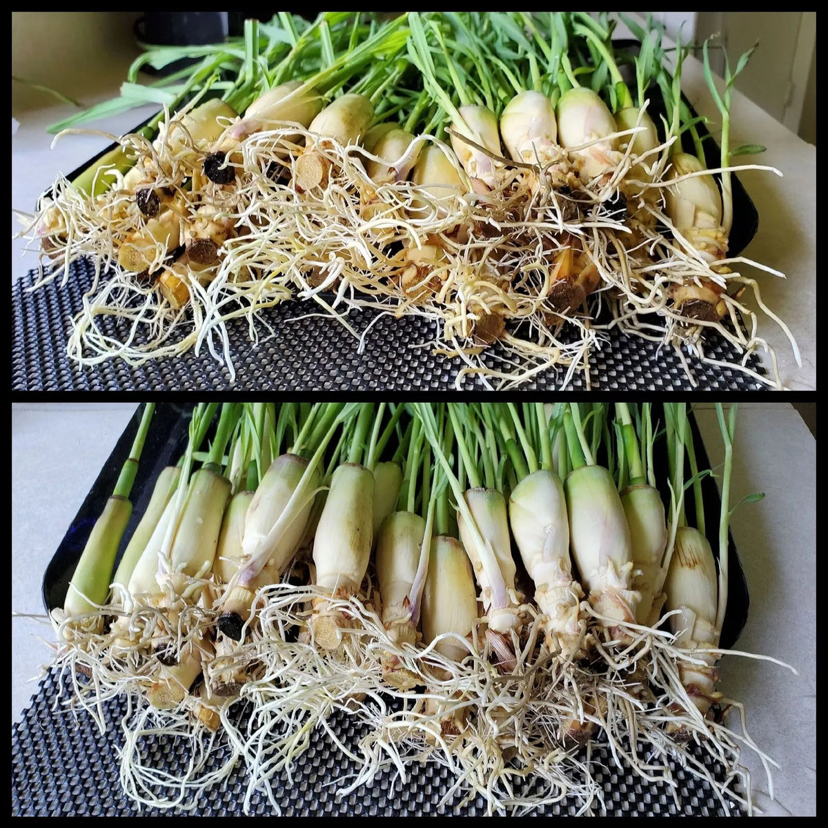 Lemongrass Stalks 5-8 Inches Rooted Ready to Plant Cymbopogon citratus