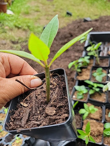 Purple Plumeria Live Plant Rooted from Seed | 1 Starter in 3” Pot | Fragrant Flower Tree | Rare Color | Tropical Frangipani