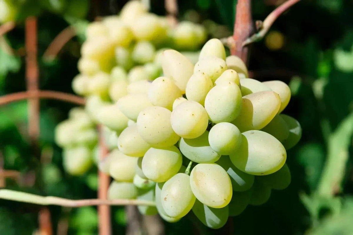 Rare Cotton Candy Grape Cuttings - 5 Rooting Grafting Vitis vinifera for Home Gardens and Vineyards