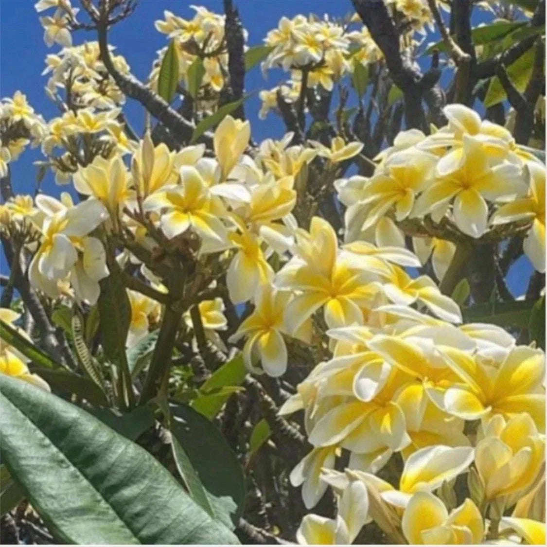 Rooted Plumeria Cutting 18" Celadine Variety - Fragrant Tropical Plant for Garden or Container