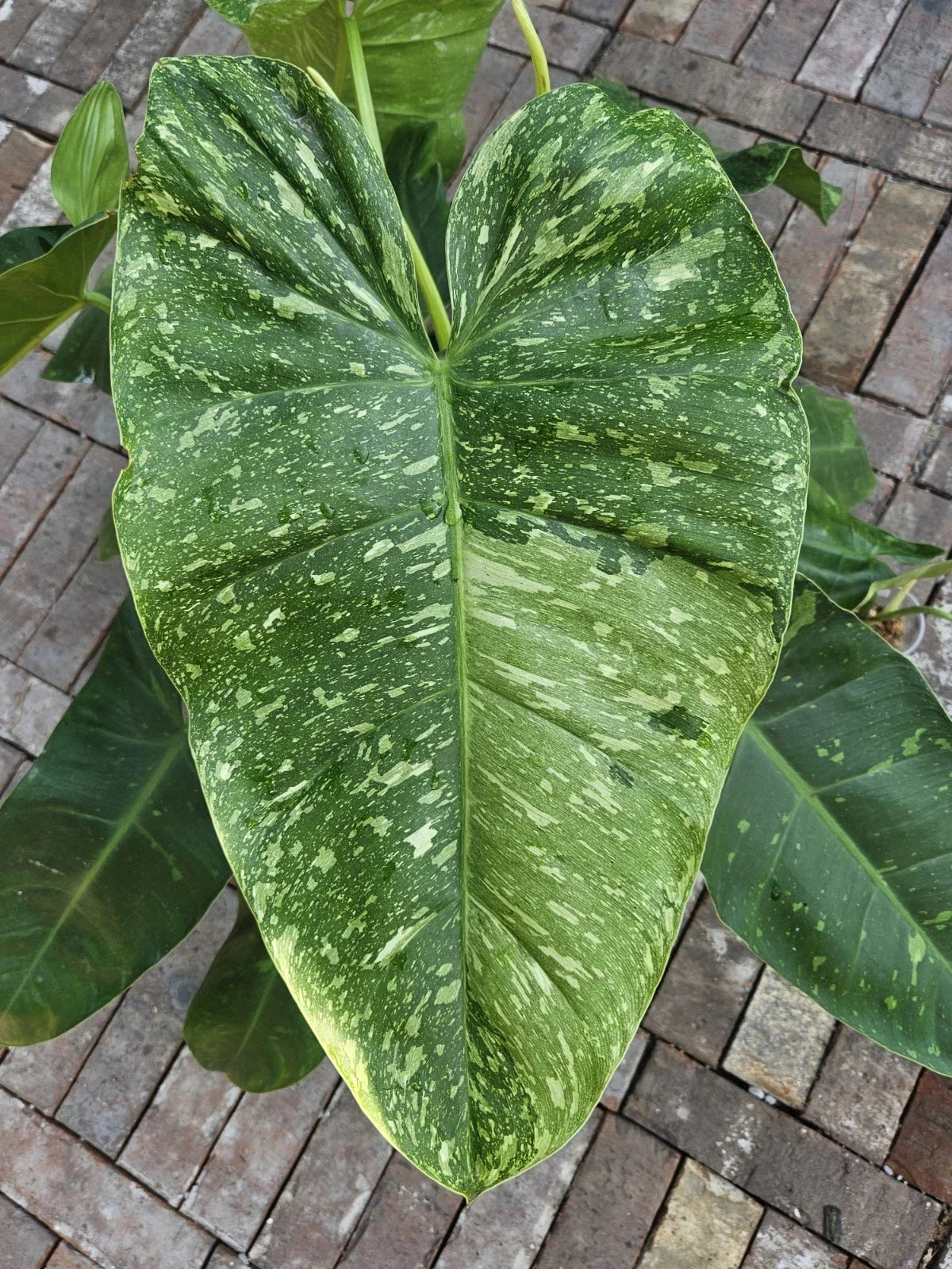 Rooted Philodendron 'Jose Bueno' Cutting | Variegated Indoor Houseplant | Easy Care, Climbing or Trailing | 4-Inch Pot
