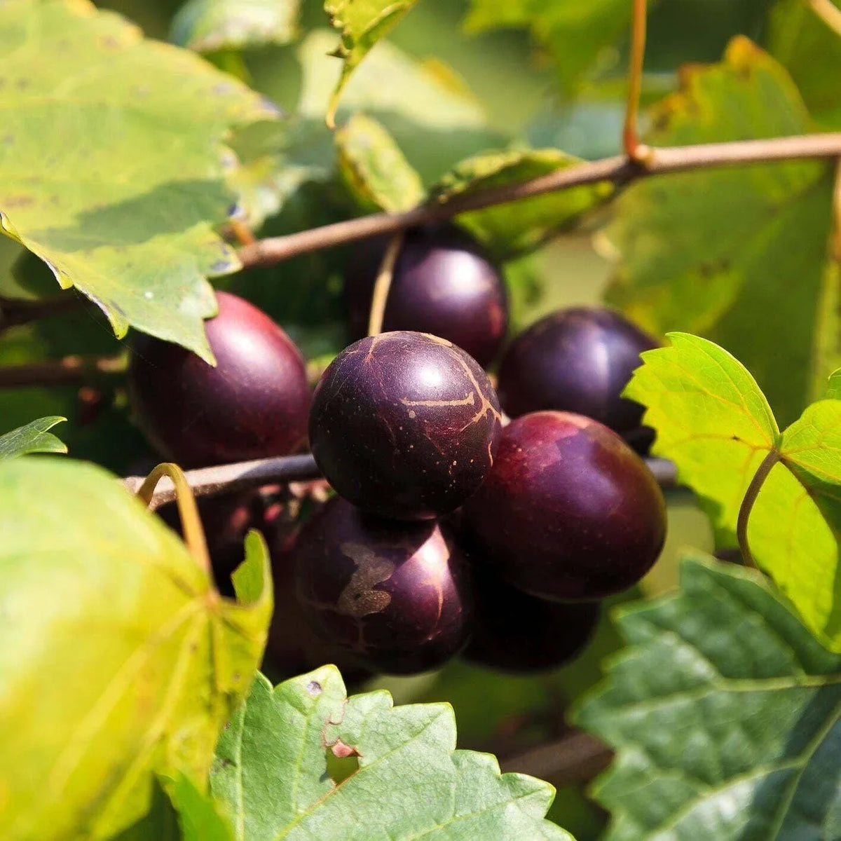 Muscadine Grape Vine Live Plant - Delicious Variety - Vitis rotundifolia - Climbing Fruit Vine for Garden or Trellis