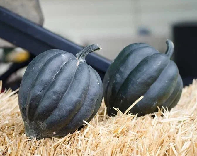 Black Betty Acorn Seeds - 10 Pack - Black Table Squash Cucurbita pepo