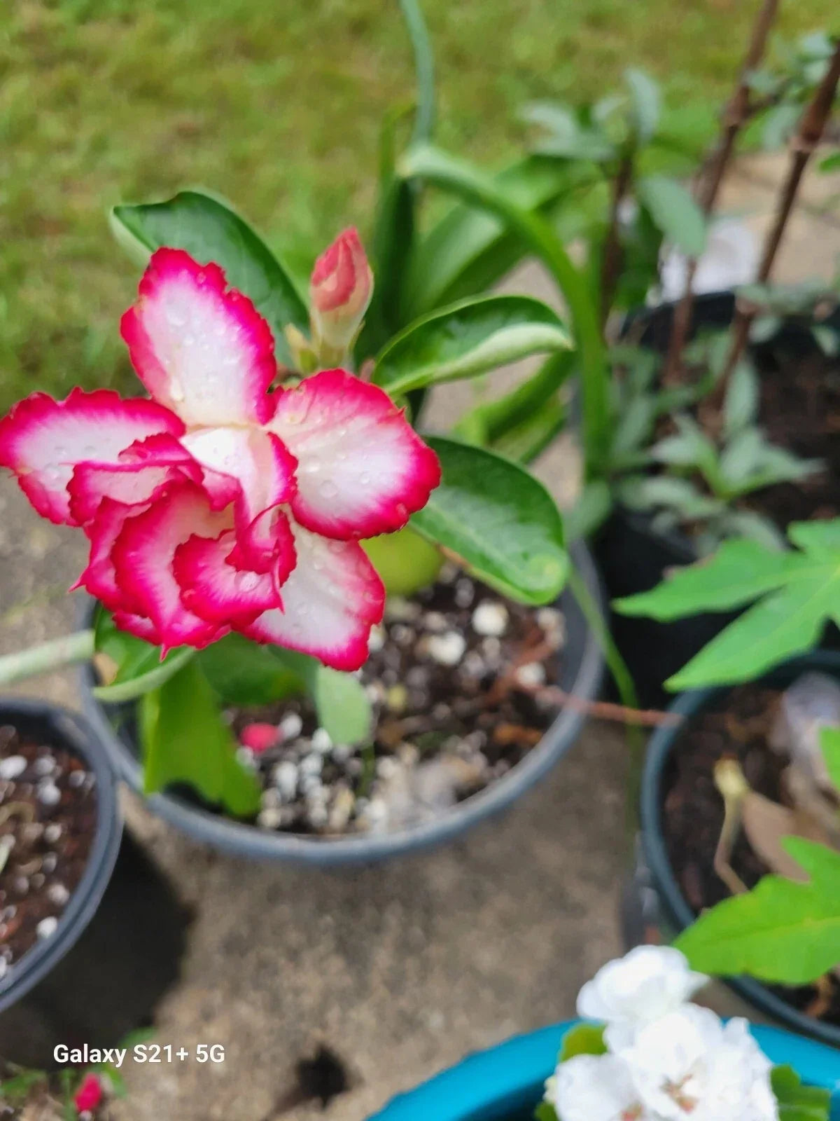 Desert Rose Adenium obesum 3-5" Triple Flowering Plant in 1 Gallon Pot, Rare Variety, Succulent Indoor or Outdoor Plant