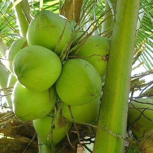 Dwarf Green Malayan Coconut Seedlings – 6–8 Inches – Cocos nucifera – Certified Costa Rica Tropical Plant