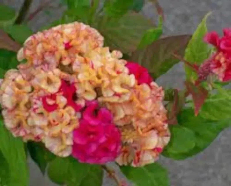 Variegated Cockscomb Celosia Seeds - 200 Organic Seeds for Garden Beds & Containers - Celosia argentea var. cristata