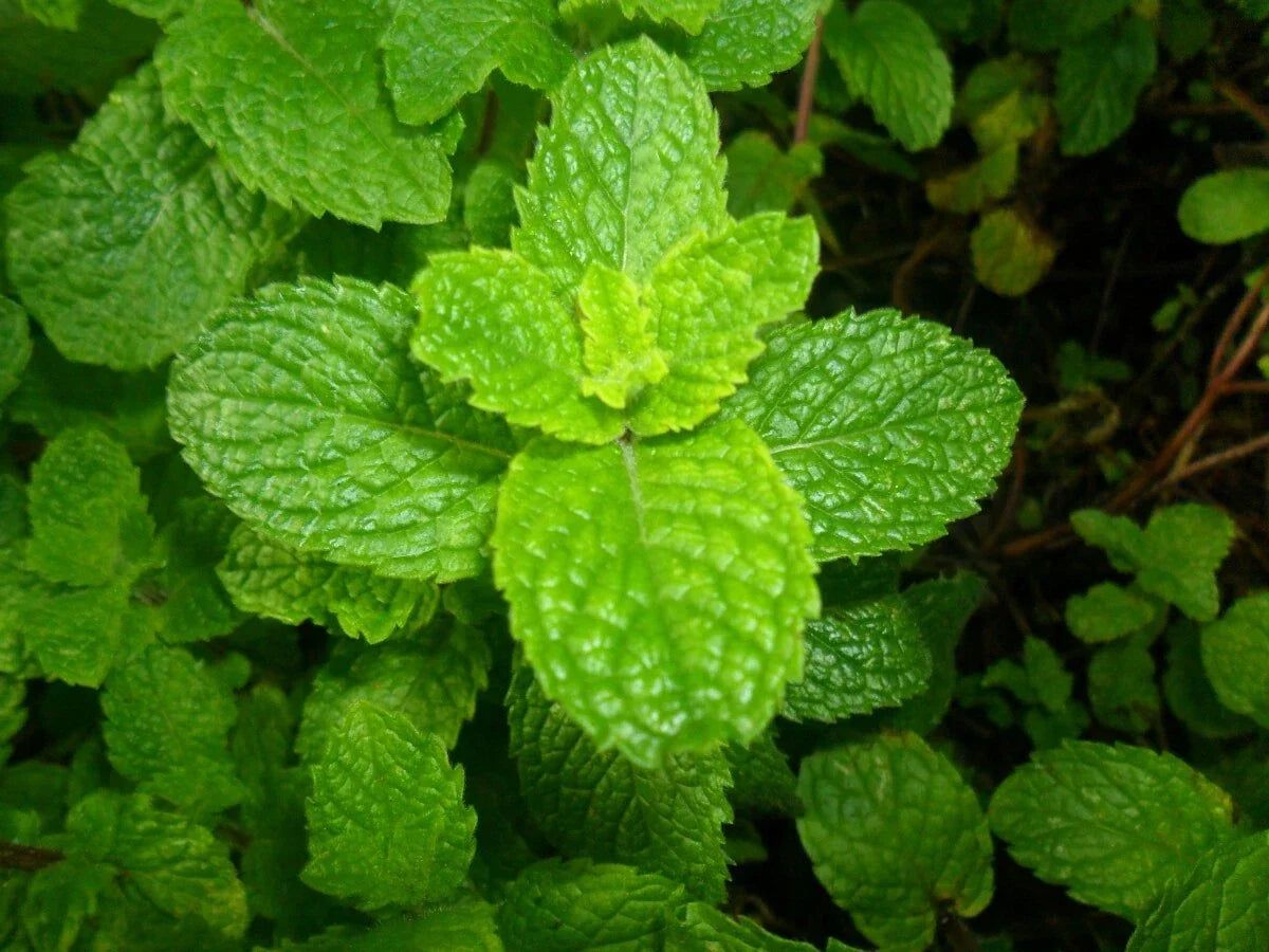 Spearmint Seeds 2500 Count - Mentha spicata Herb for Tea & Cooking - Non-GMO, Aromatic, Easy to Grow