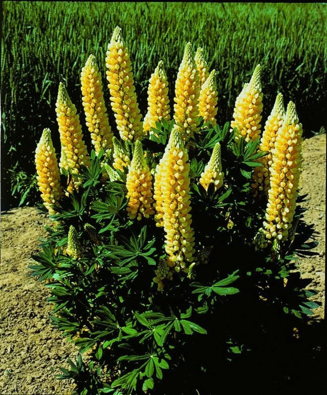 Yellow Lupine Seeds | Perennial Flower Seeds | Lupinus polyphyllus | Hardy, Drought-Resistant, Full Sun to Partial Shade