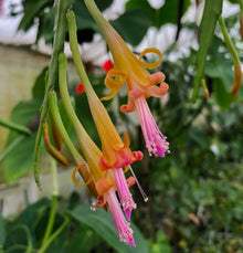 Disocactus salvadorensis | Rare Pastel Epiphytic Cactus | Cloud Forest Variety | Unique Indoor Plant