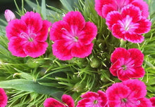 Terrace Garden Flower Seeds - 100 Non-GMO Red/Pink Virgo Seeds - Ideal for Vibrant Outdoor Displays, Perfect for Gardening
