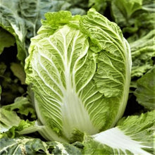 Yong Chinese Napa Cabbage Seeds - Non-GMO, USA Grown, For 2025 Planting, Brassica rapa subsp. pekinensis