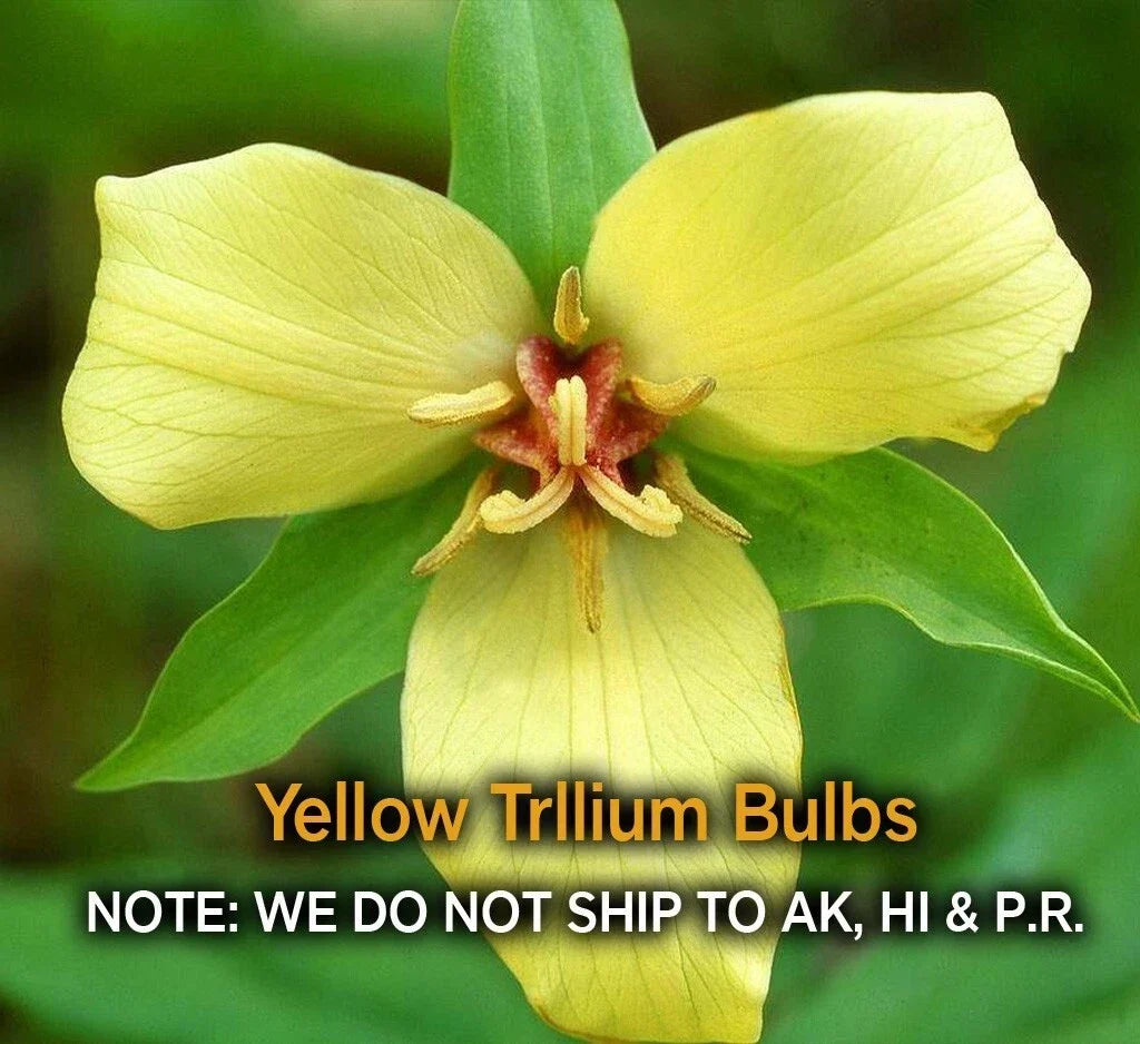 Yellow Trillium Bulbs - 5 Bare Root Wildflowers for Woodland Shade, Trillium luteum, Zones 4-9