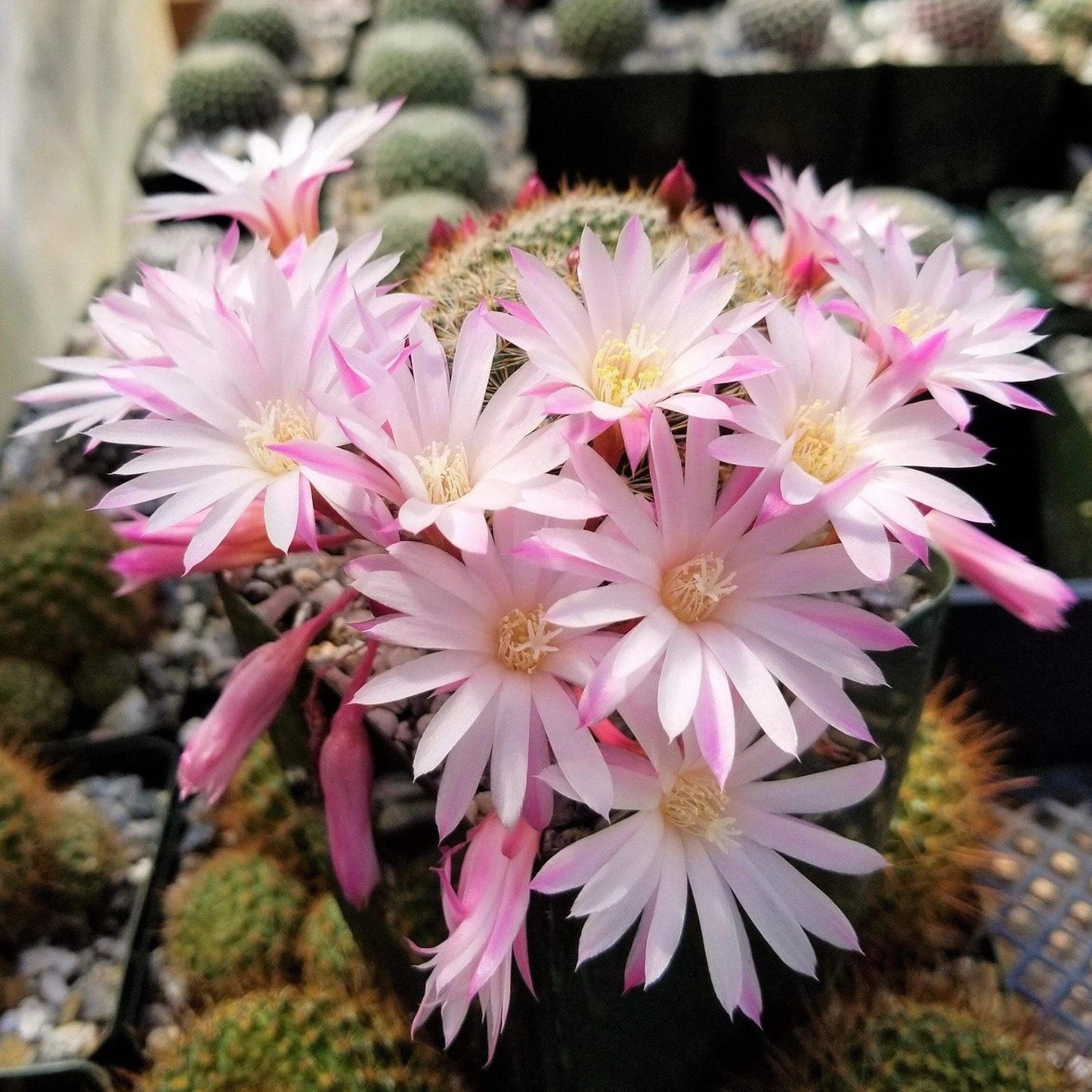 Rebutia Narvaecensis Cactus Plant | Live Succulent in 4-Inch Pot | Bright Blooms & Compact Size | Easy Care Cacti for Indoor & Garden