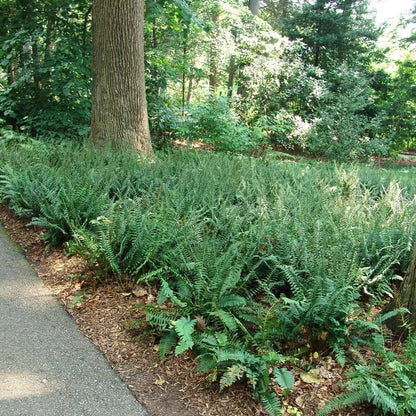 Christmas Fern Roots (3 Pack) – Polystichum acrostichoides Bare Root Hardy Evergreen Shade Fern for Woodland & Native Gardens