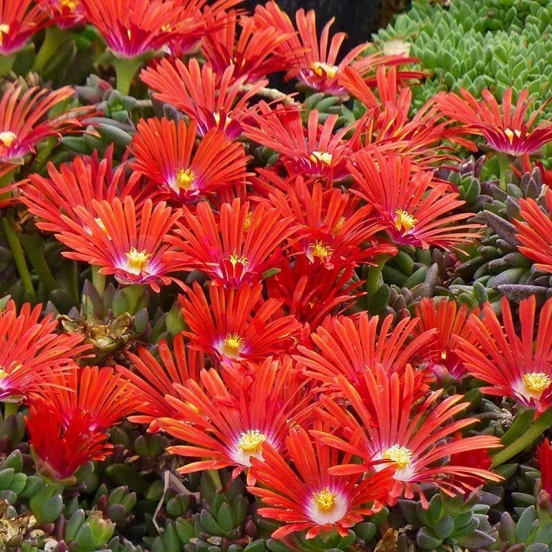 Red Ice Plant Succulent Ground Cover in Pot – Vibrant Red Foliage – Delosperma cooperi