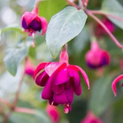 Dollar Princess Fuchsia Live Plant 4-6" in Pot, Colorful Blooms, Fuchsia magellanica, Hanging Basket, Butterfly & Hummingbird Attracting