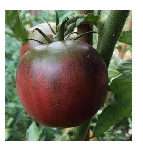 Black from Tula Tomato Seeds - Rare Purple Heirloom Solanum lycopersicum, Organic, Non-GMO, for Home Gardening, Salad & Canning