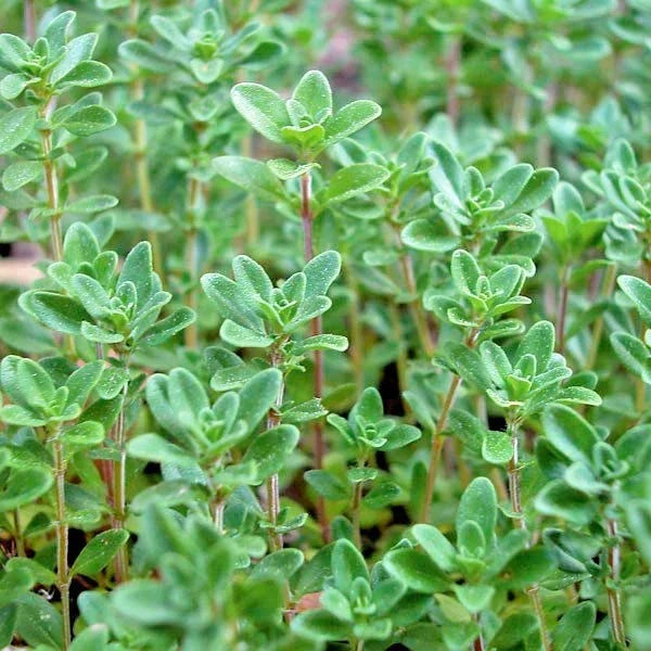 Organic Thyme Seeds 501+ | English German Perennial Herb Thymus vulgaris
