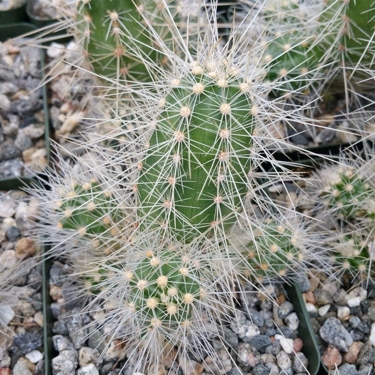 Echinocereus rayonensis Cactus Plant - Live Succulent in 4-Inch Pot, Unique Spines, Indoor/Outdoor Decor