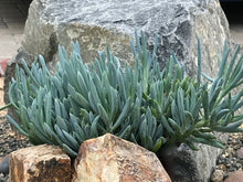 Senecio Mandraliscae Blue Chalk Sticks Live Succulent Cuttings - 5" Length, Drought-Tolerant, Easy Care Plant