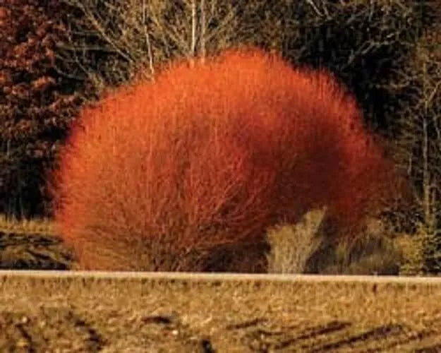 Red Flame Willow Trees - 3 Gallon - Vibrant Red Foliage - Salix matsudana 'Red Flame'