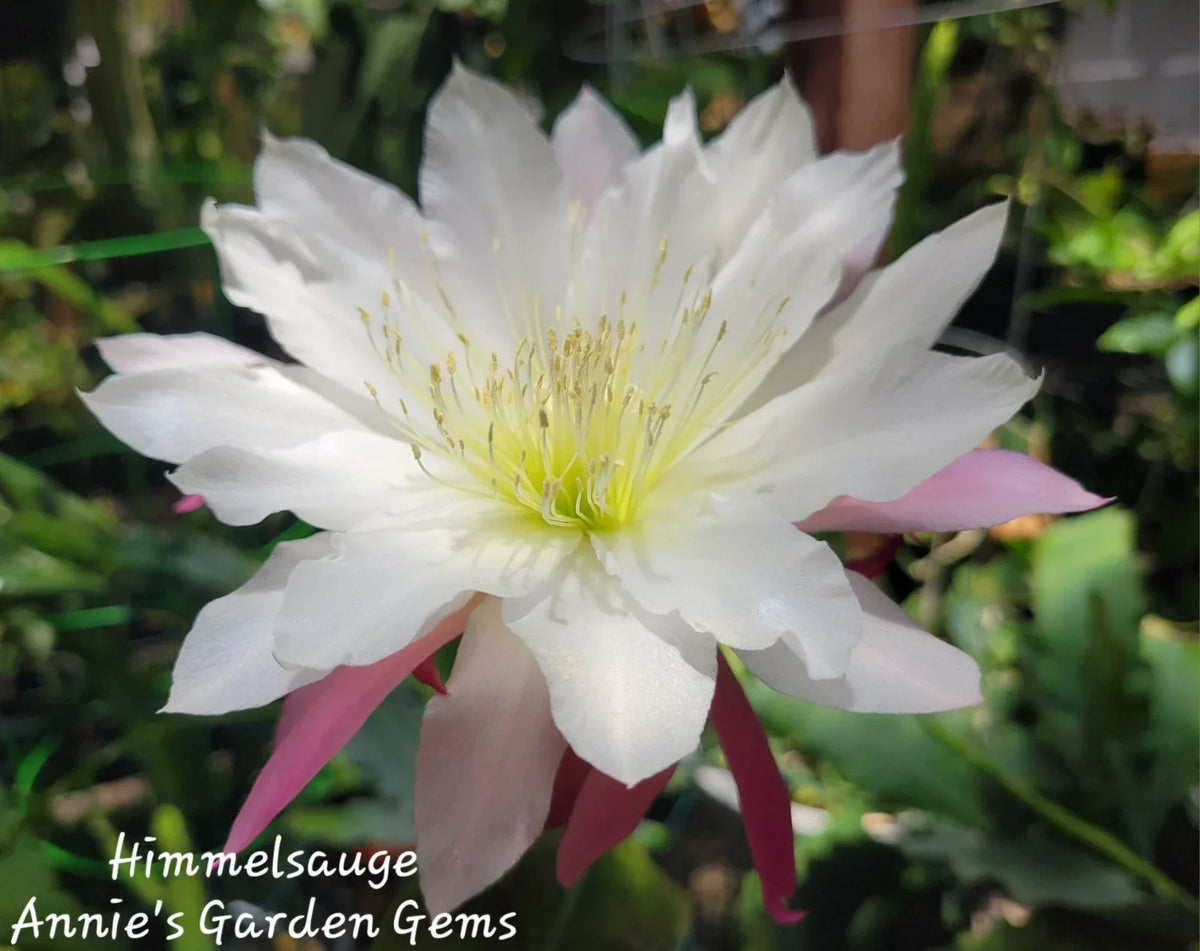 Epiphyllum Himmelsauge Cuttings - Orchid Cactus, 8-10 Inches, Indoor & Outdoor Propagation, Epiphyllum oxypetalum