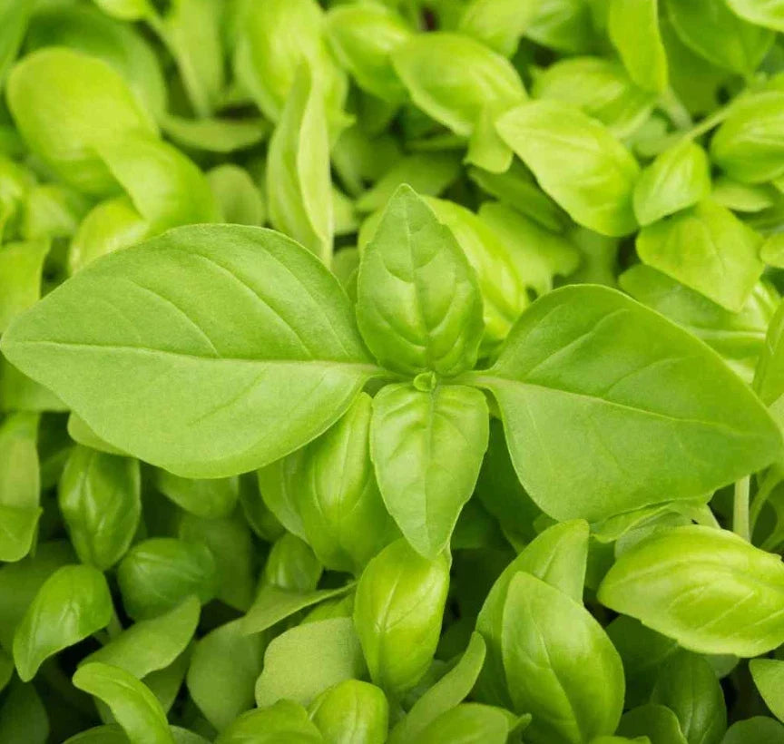 Lemon Basil Seeds - 200 Non-GMO Herb for Soups & Culinary Use - Ocimum basilicum var. citriodorum