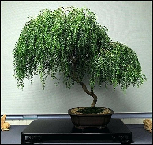Dwarf Weeping Willow Bonsai Tree - Large Thick Trunk Cutting - Salix babylonica 'Pendula'