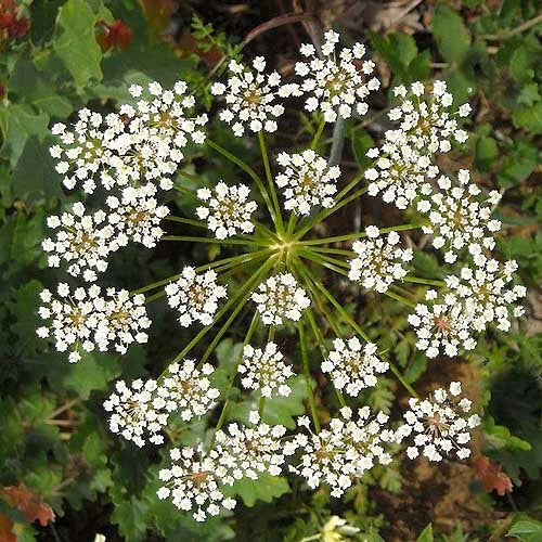 Anise Seeds | Heirloom Non-GMO Licorice Herb | Pimpinella anisum
