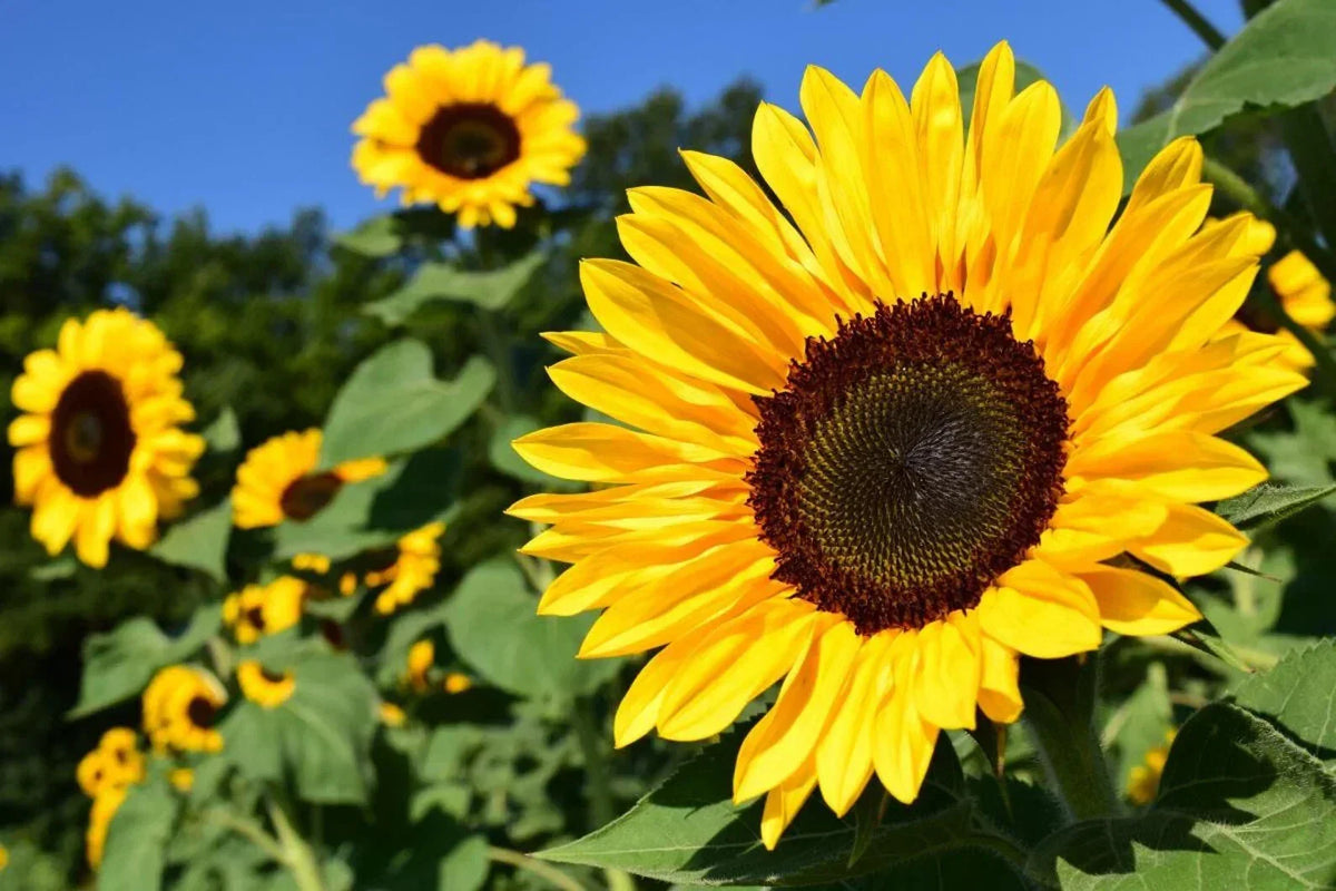 Sunflower Seeds 50 Pcs Pack - Peredovik Black Oil Tall Sunflower (Helianthus annuus)