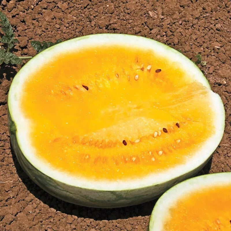 Orange Krush Watermelon Seeds - Heirloom, Non-GMO Citrullus lanatus, Juicy, Vibrant Orange Flesh, Vining, 10 Seeds