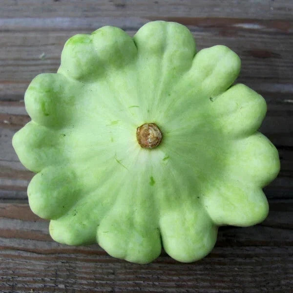 Bennings Green Tint Squash Seeds - 15 Non-GMO Heirloom Cucurbita pepo, Bush-Type, Full Sun, USA Seller