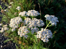 Yarrow Seeds - Herb Garden Starter Kit - Achillea millefolium - Easy to Grow Organic Seeds for Medicinal Herbs