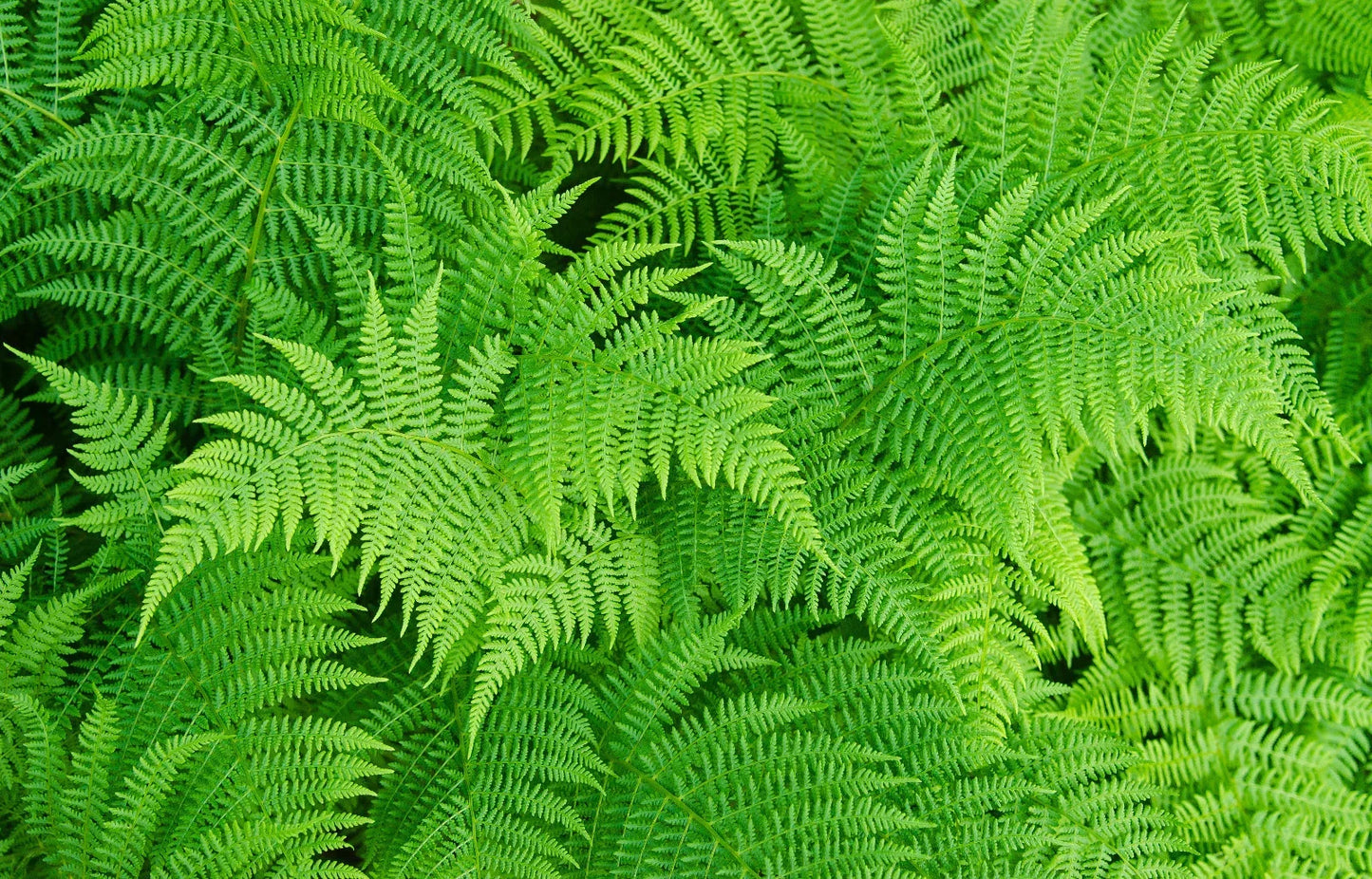 Lady Fern Spores (Filix Femina) - Cold Hardy, Large Fern up to 3' Tall