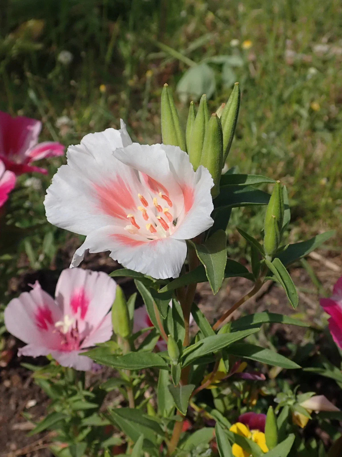 Clarkia Amoena Flower Seeds - 3,000 Non-GMO White Farewell to Spring Garden Seeds for Pollinator Attraction