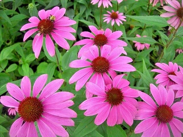 Purple Echinacea Seeds 100 Count | Echinacea purpurea Coneflower USA Seller