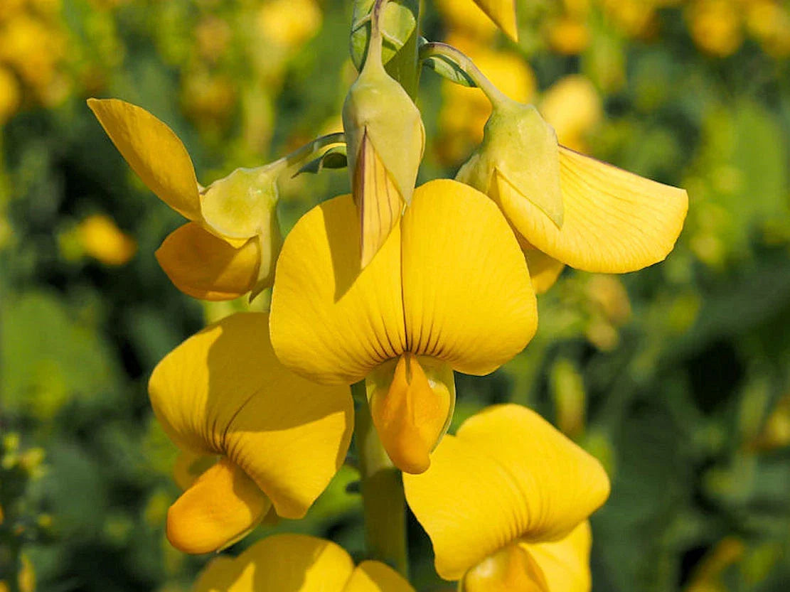 Crotalaria spectabilis Seeds - 20 Bright Yellow Showy Rattlebox Wildflower Seeds for Garden Planting