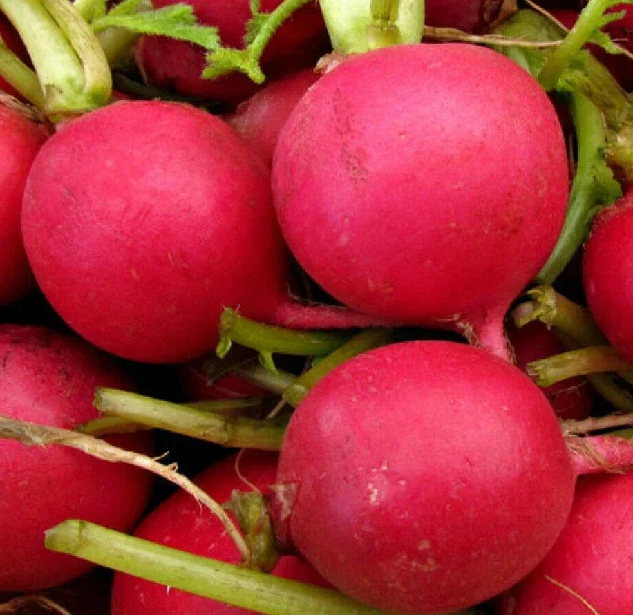 German Giant Radish Seeds - Large Red Globe Radish - Crimson Raphanus sativus