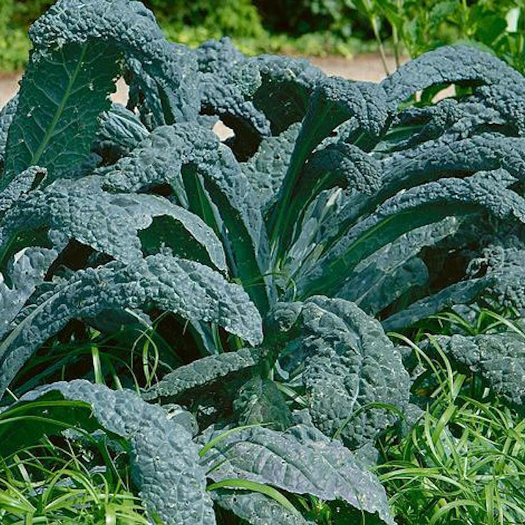 Lacinato Kale Seeds 1,000 Non-GMO Heirloom Brassica oleracea var. sabellica for Home Gardens