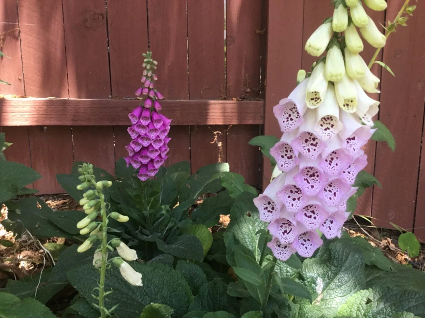 Dwarf Foxglove Seeds - Pixie Variety, 100 Seeds, Digitalis purpurea 'Pixie', Compact 12-14 Inch Tall Perennial