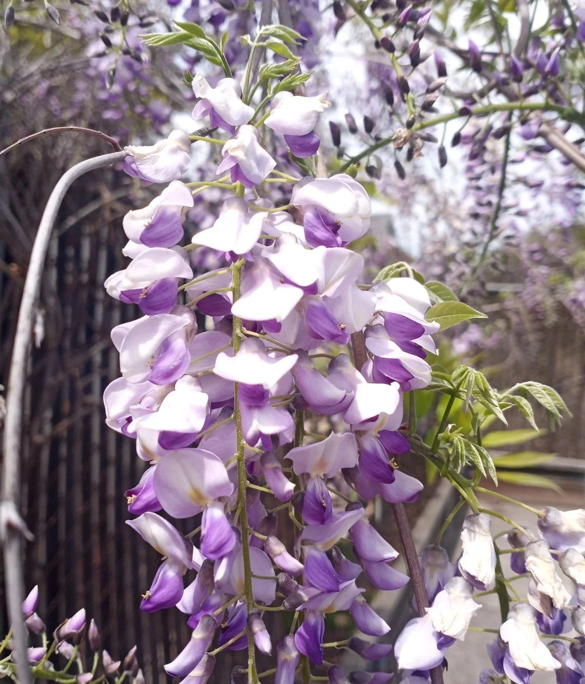 Japanese Wisteria Cuttings - 10 Fresh Long Purple Fragrant Flowers - Wisteria floribunda Plant Propagation